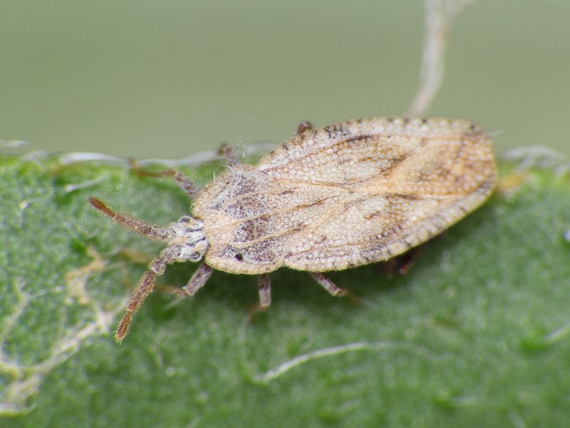 Tingis (Tingis) crispata (Herrich-Schäffer, 1838)